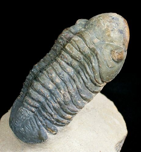 Large Reedops Trilobite on Pedestal - #6924